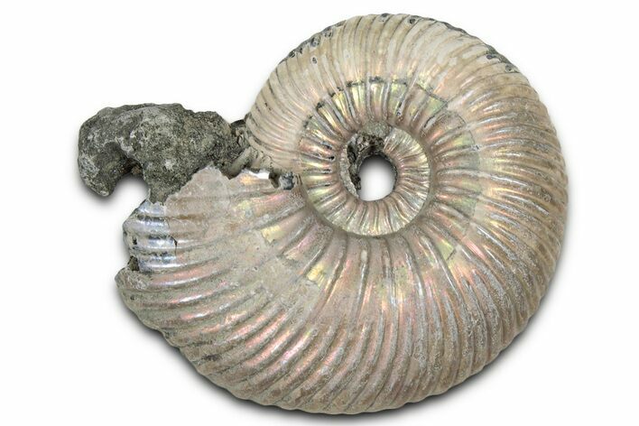Iridescent, Pyritized Ammonite (Quenstedticeras) Fossil - Russia #336223